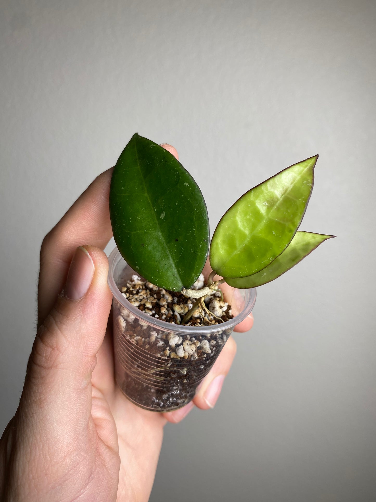 Hoya verticillata (MA07)