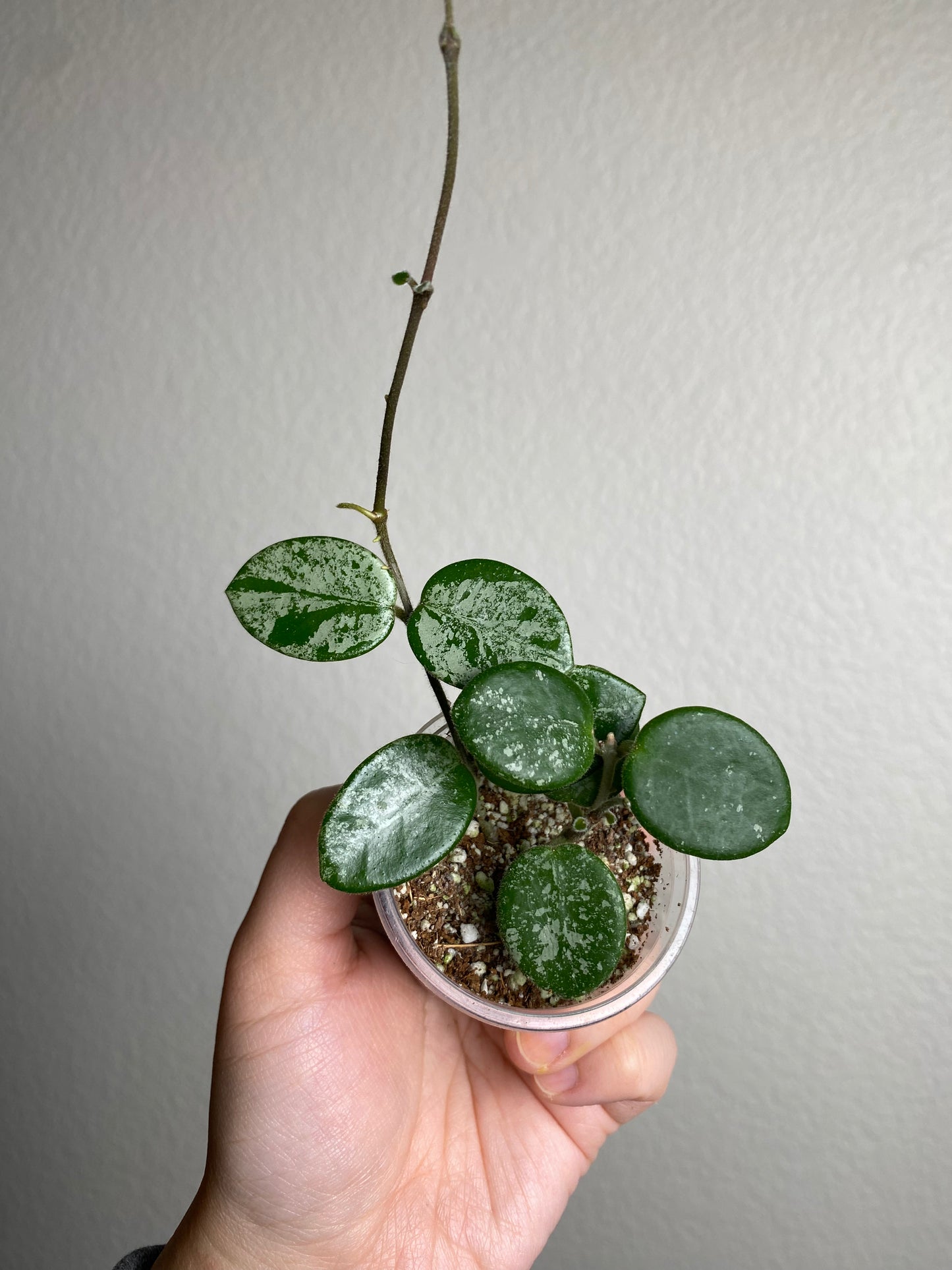 Hoya 'Mathilde' w/ splash