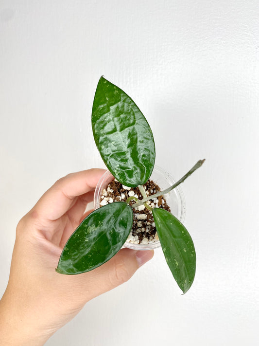 Hoya verticillata (noid)