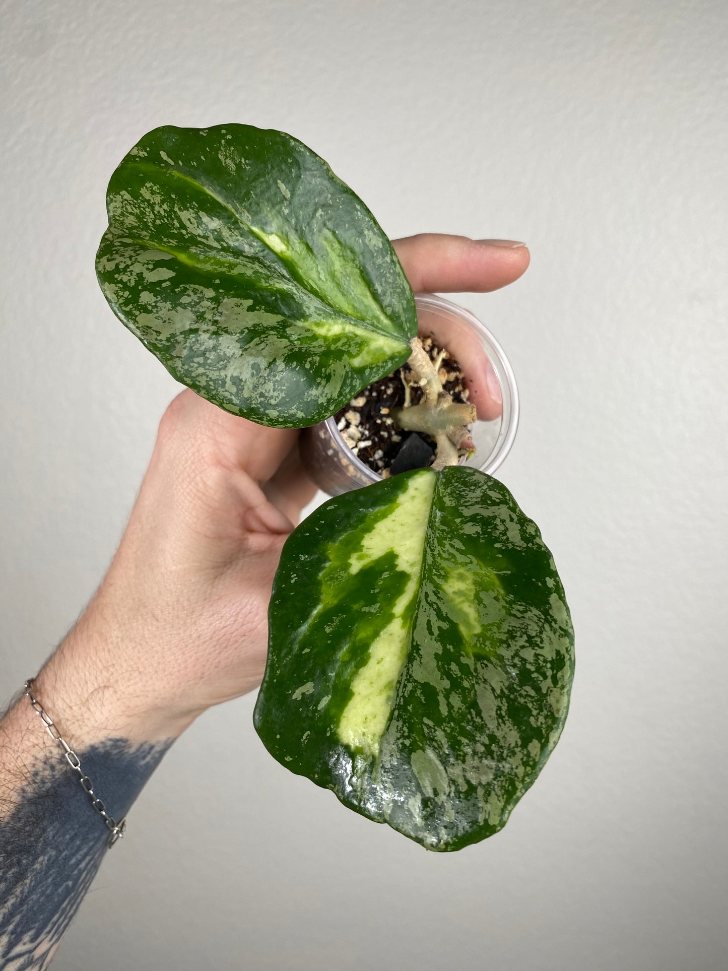 Hoya obovata (inner-variegated w/ splash)