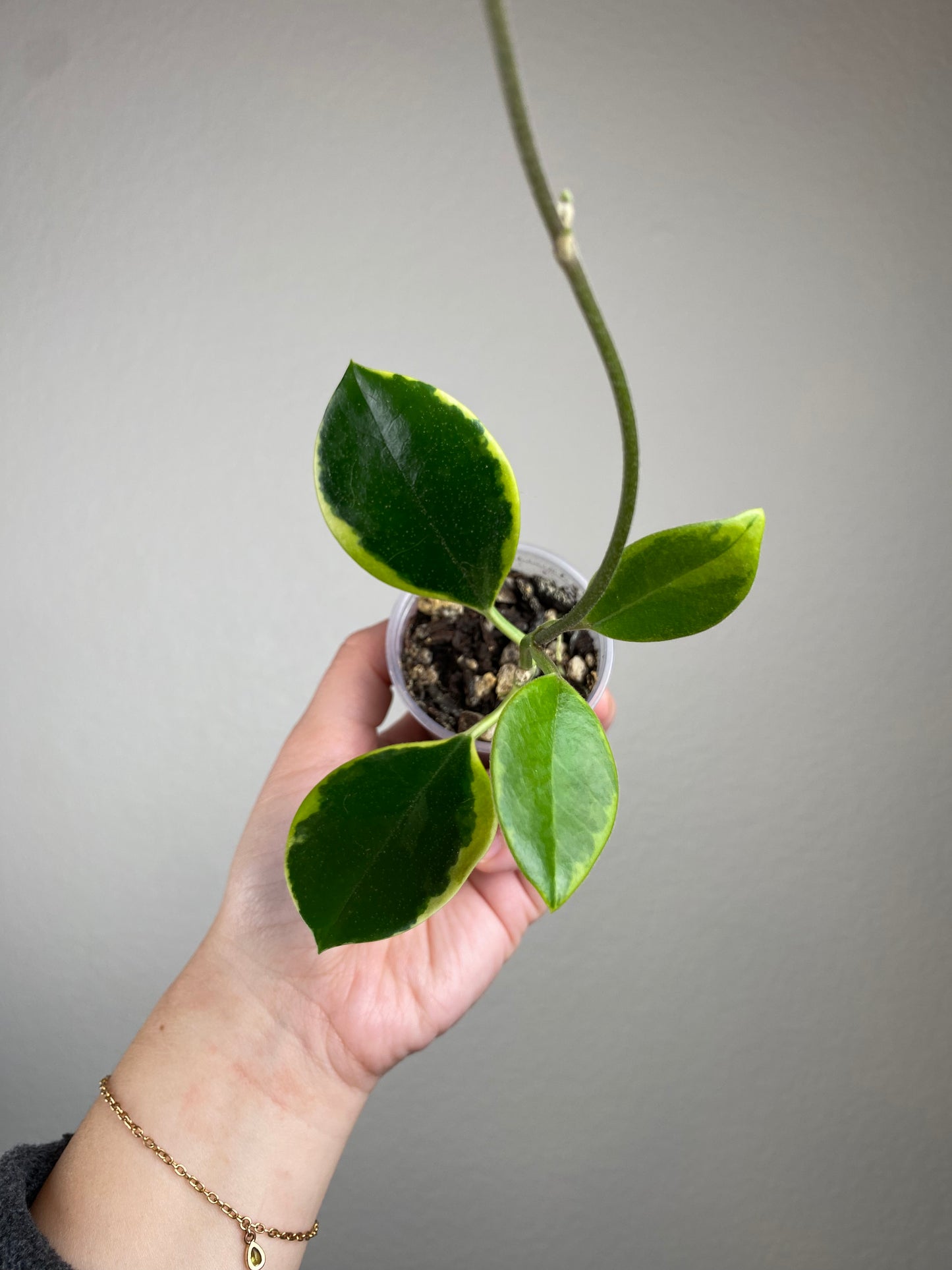 Hoya australis ssp. australis (outer-variegated)