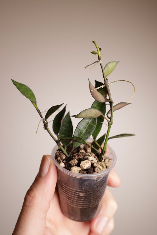 Hoya lacunosa (inner variegated) reverted