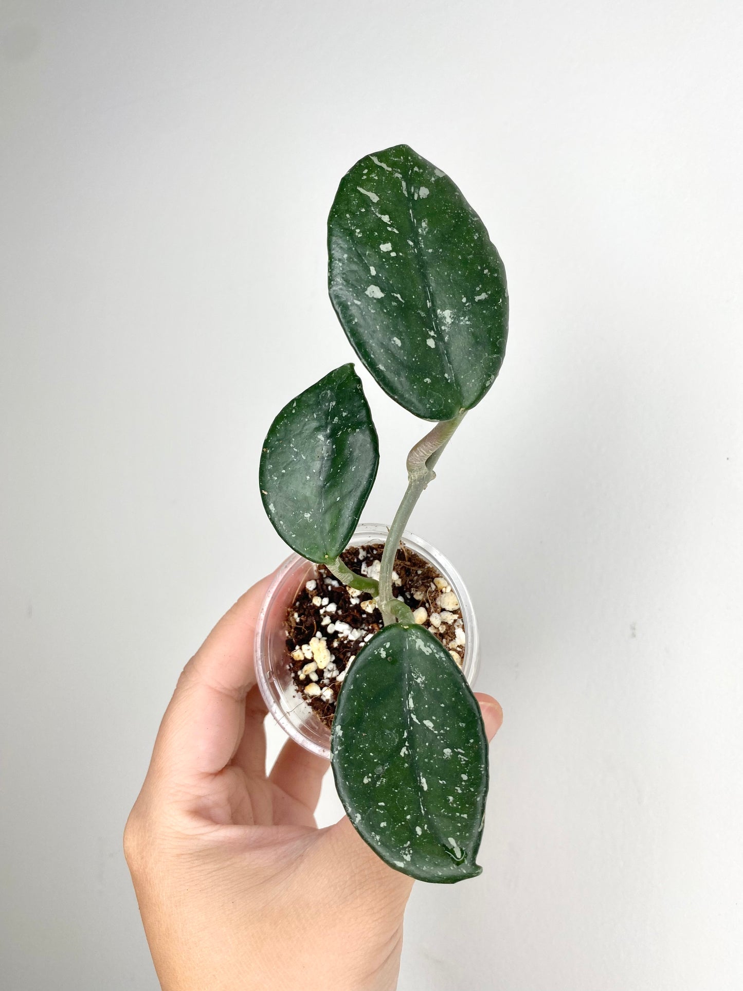 Hoya carnosa (heirloom)