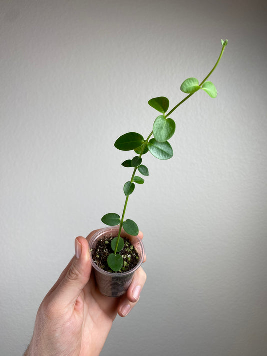 Hoya cumingiana