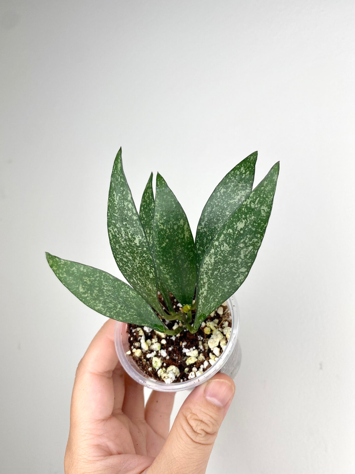 Hoya parviflora (w/ splash)