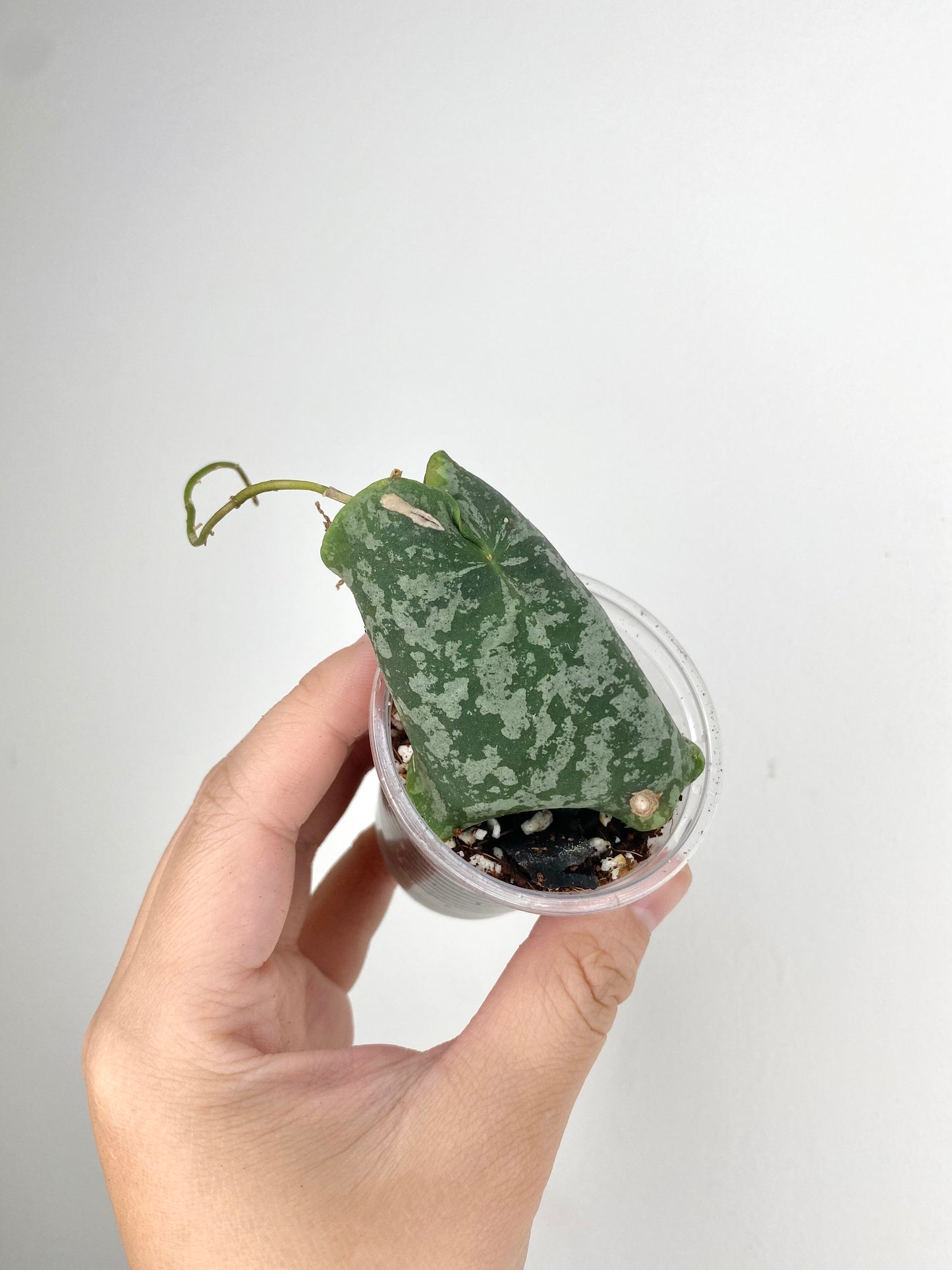 Hoya maxima (red corona)