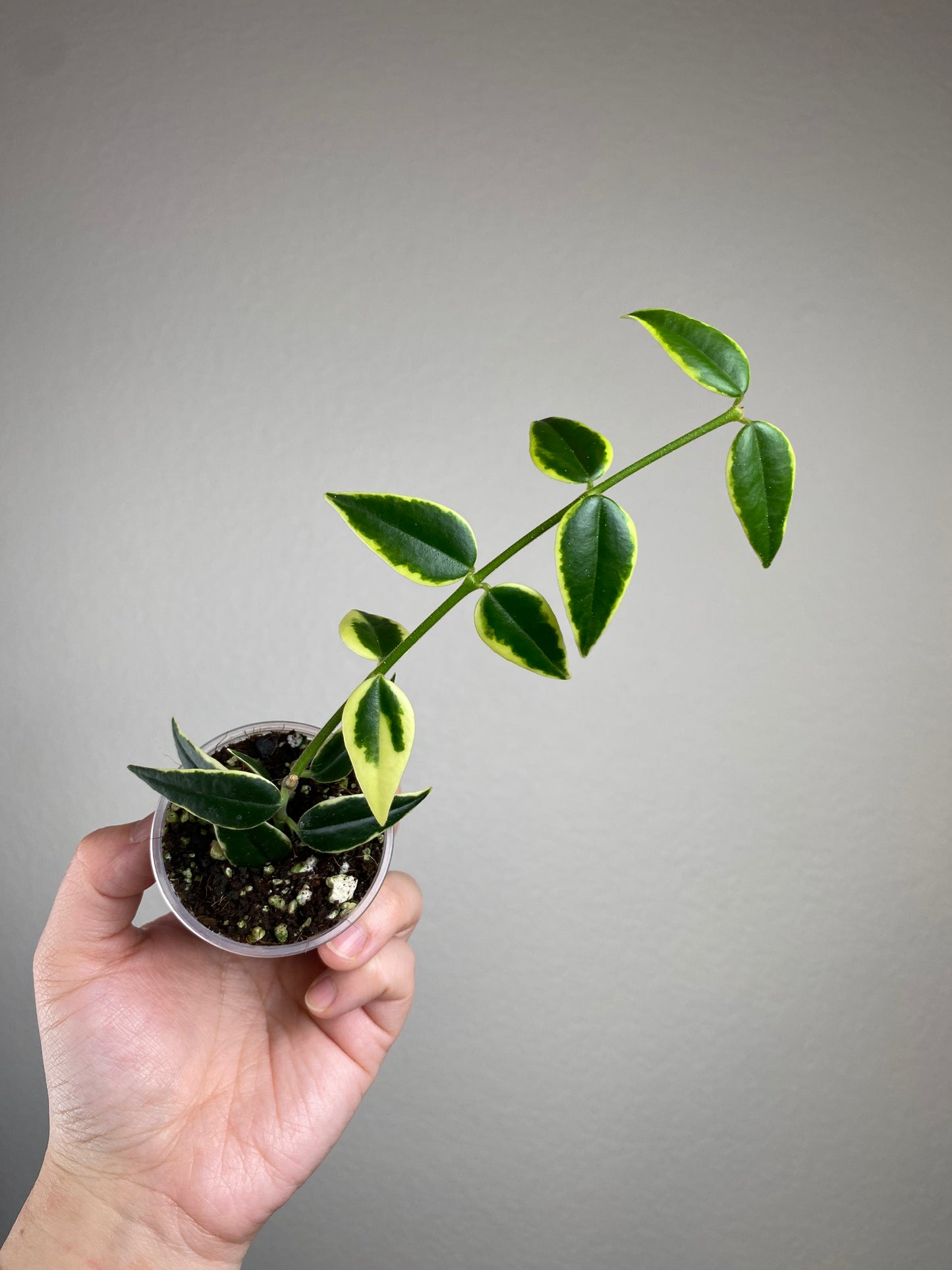 Hoya bella 'Anneke Buis'