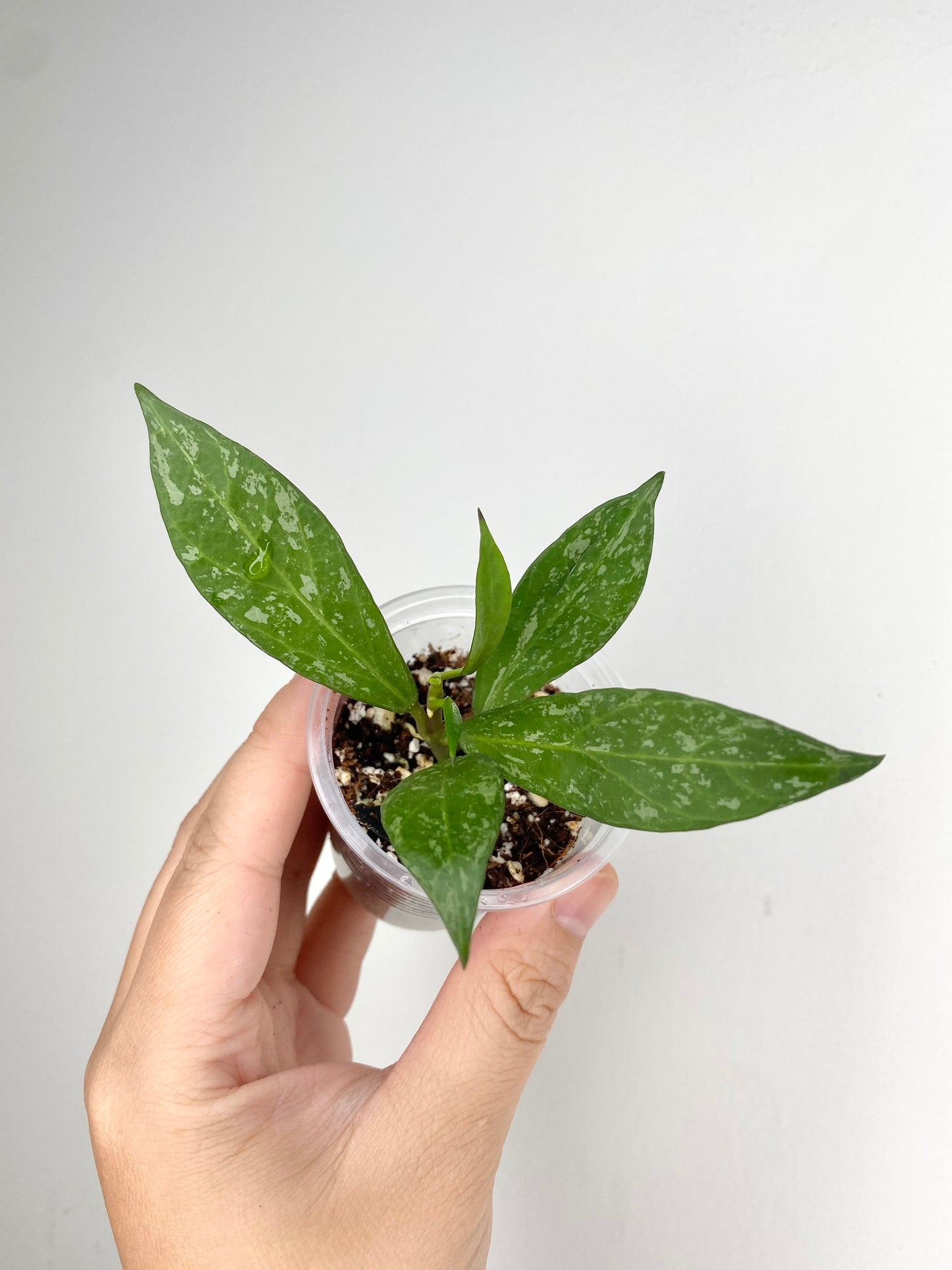Hoya lacunosa x obscura (w/ splash)