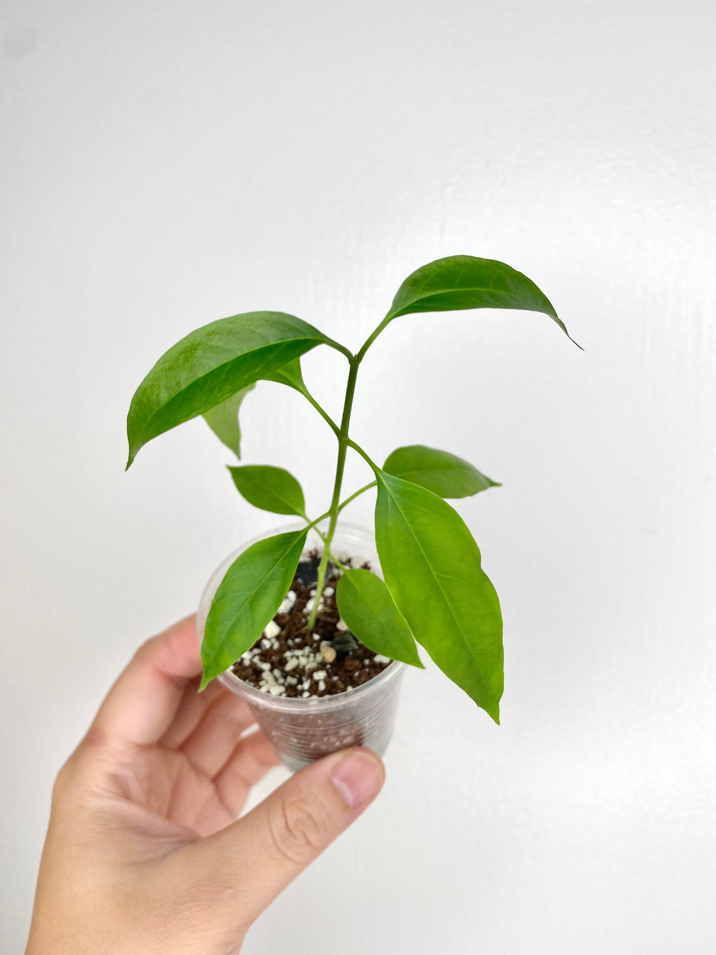 Hoya papaschonii (seedling)