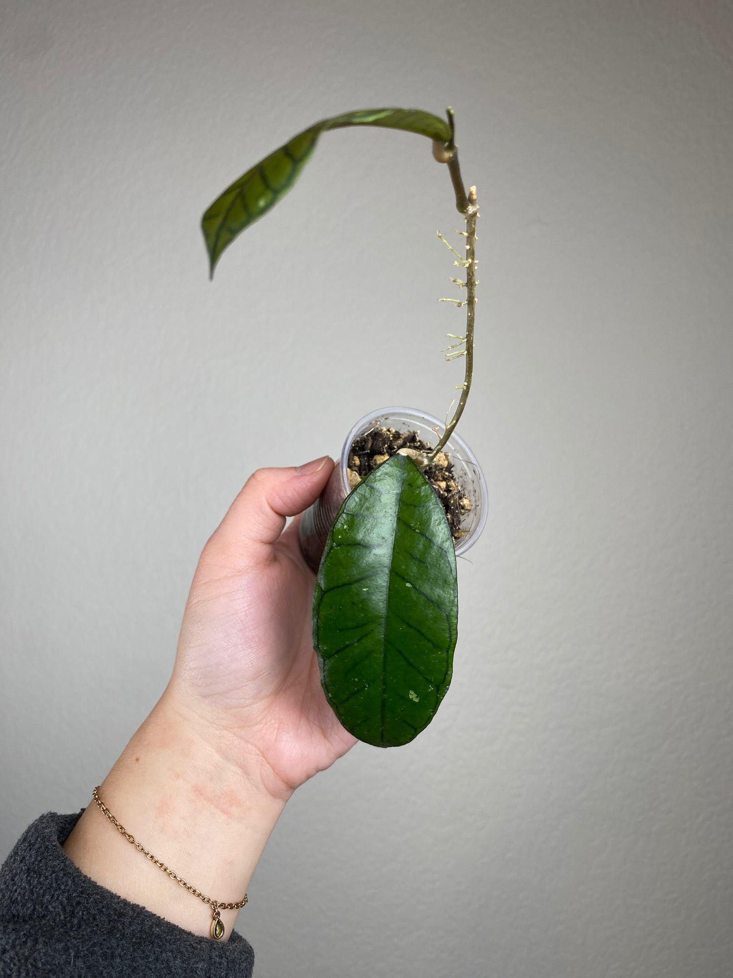 Hoya sp. gunung gading
