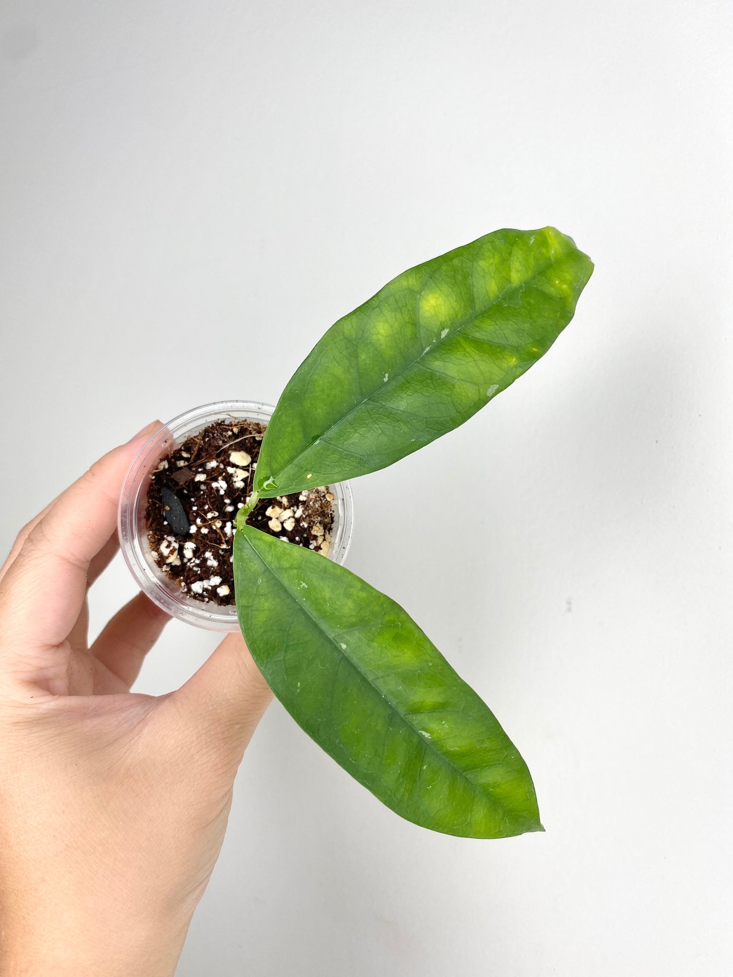 Hoya campanulata