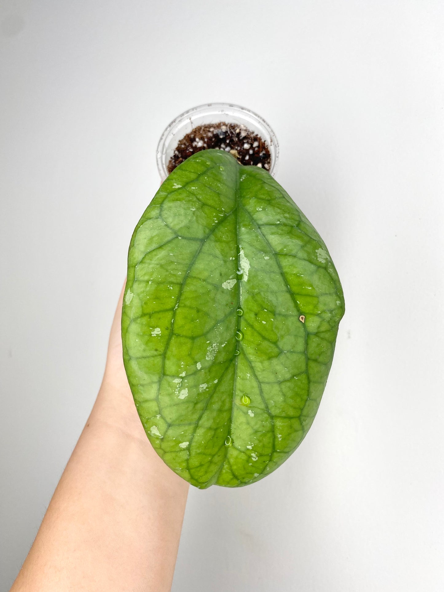 Hoya AH-027 (aka cv. 'Elephant')