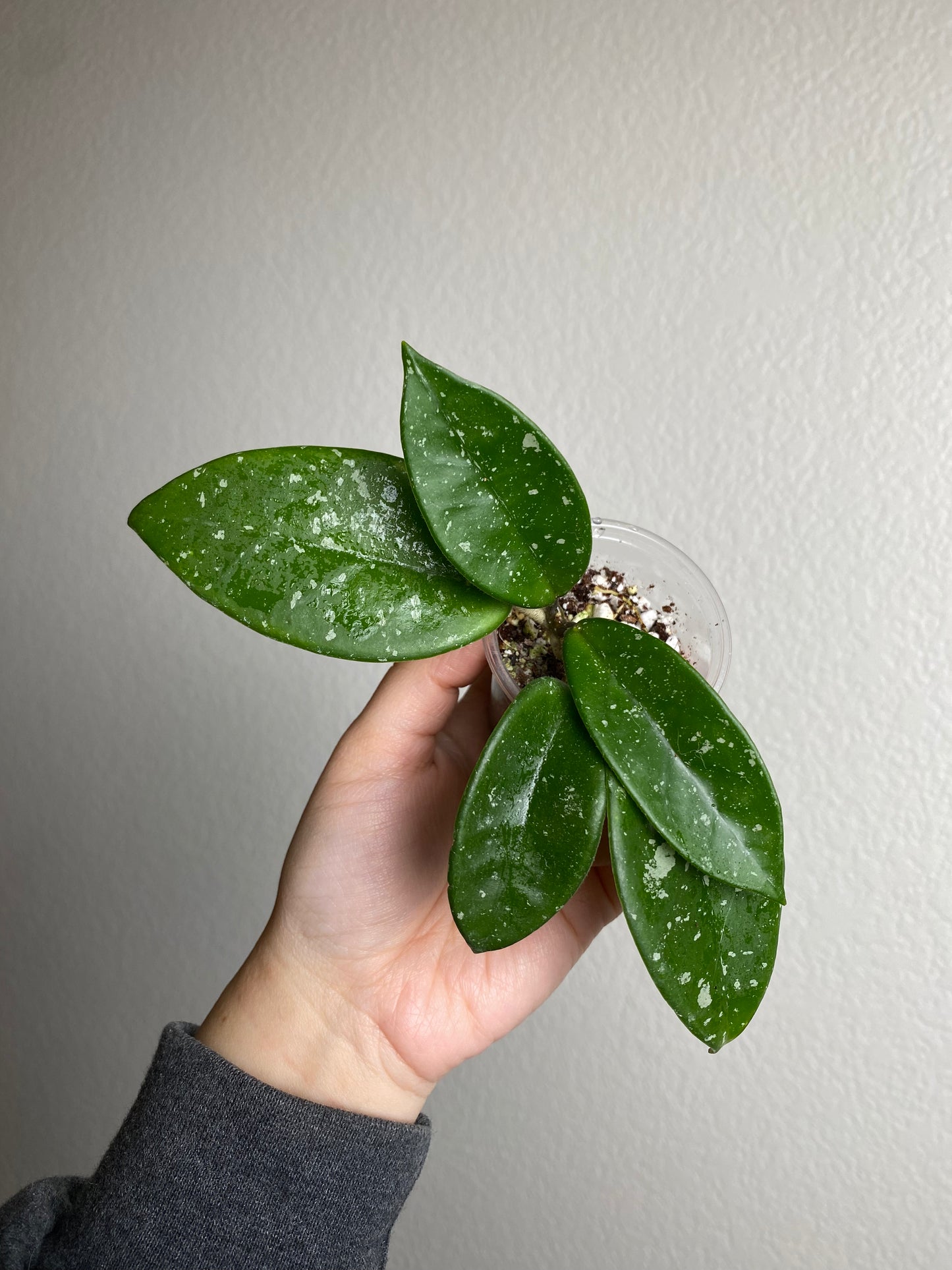 Hoya 'Jeurney'