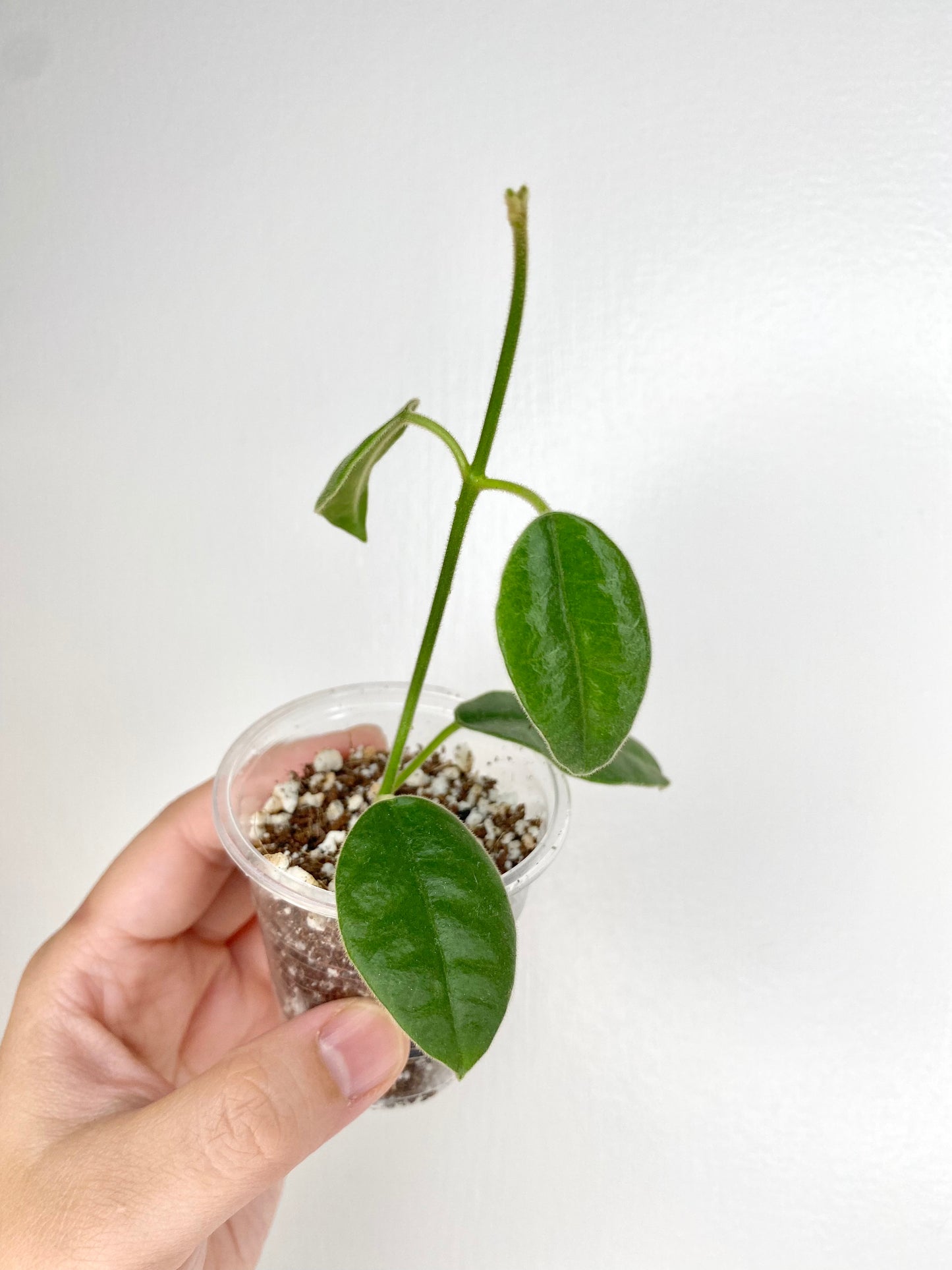 Hoya lauterbachii