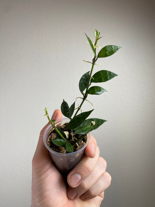 Hoya lacunosa (inner-variegated) reverted