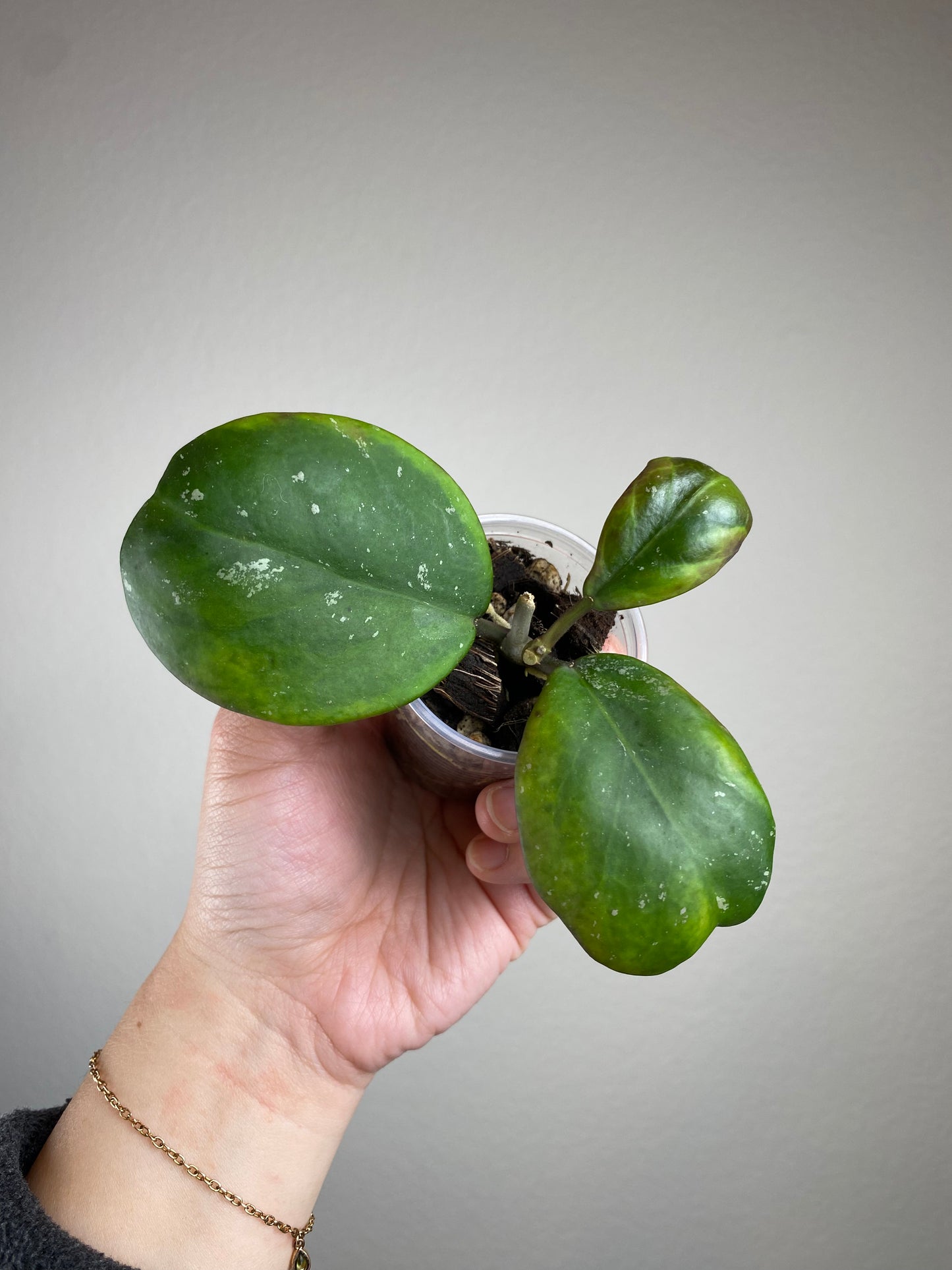 Hoya obovata 'Amela' (outer variegated)