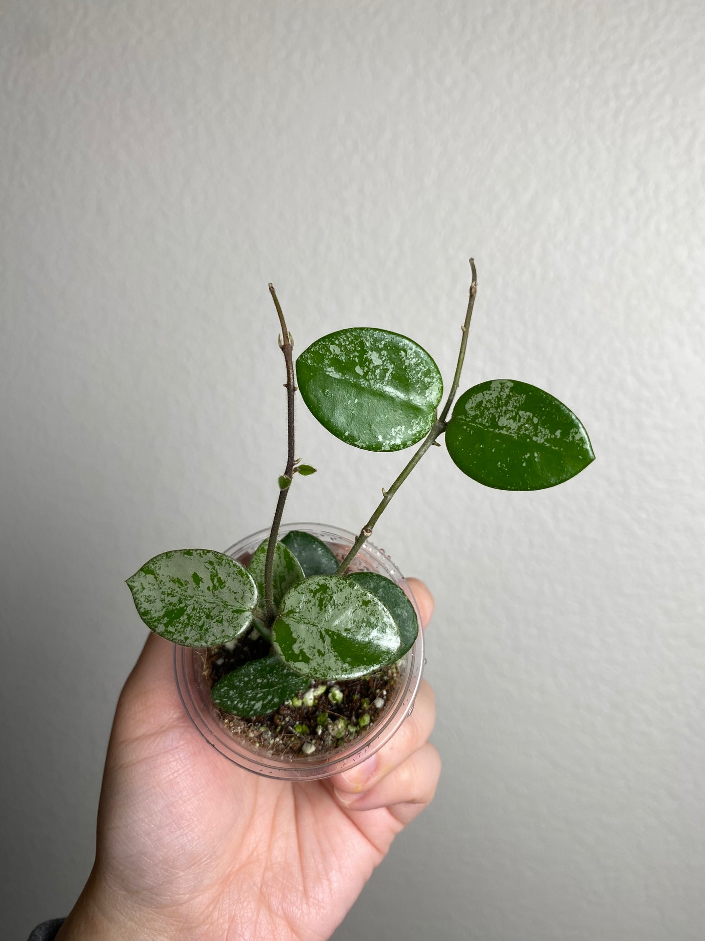 Hoya 'Mathilde' w/ splash