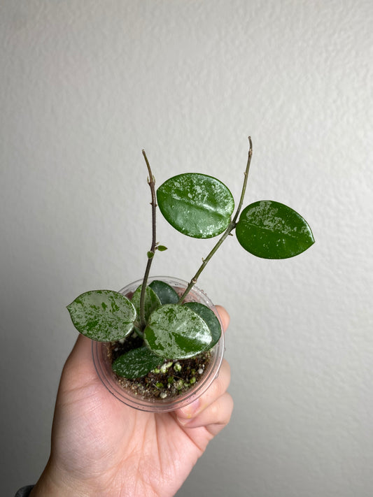 Hoya 'Mathilde' w/ splash