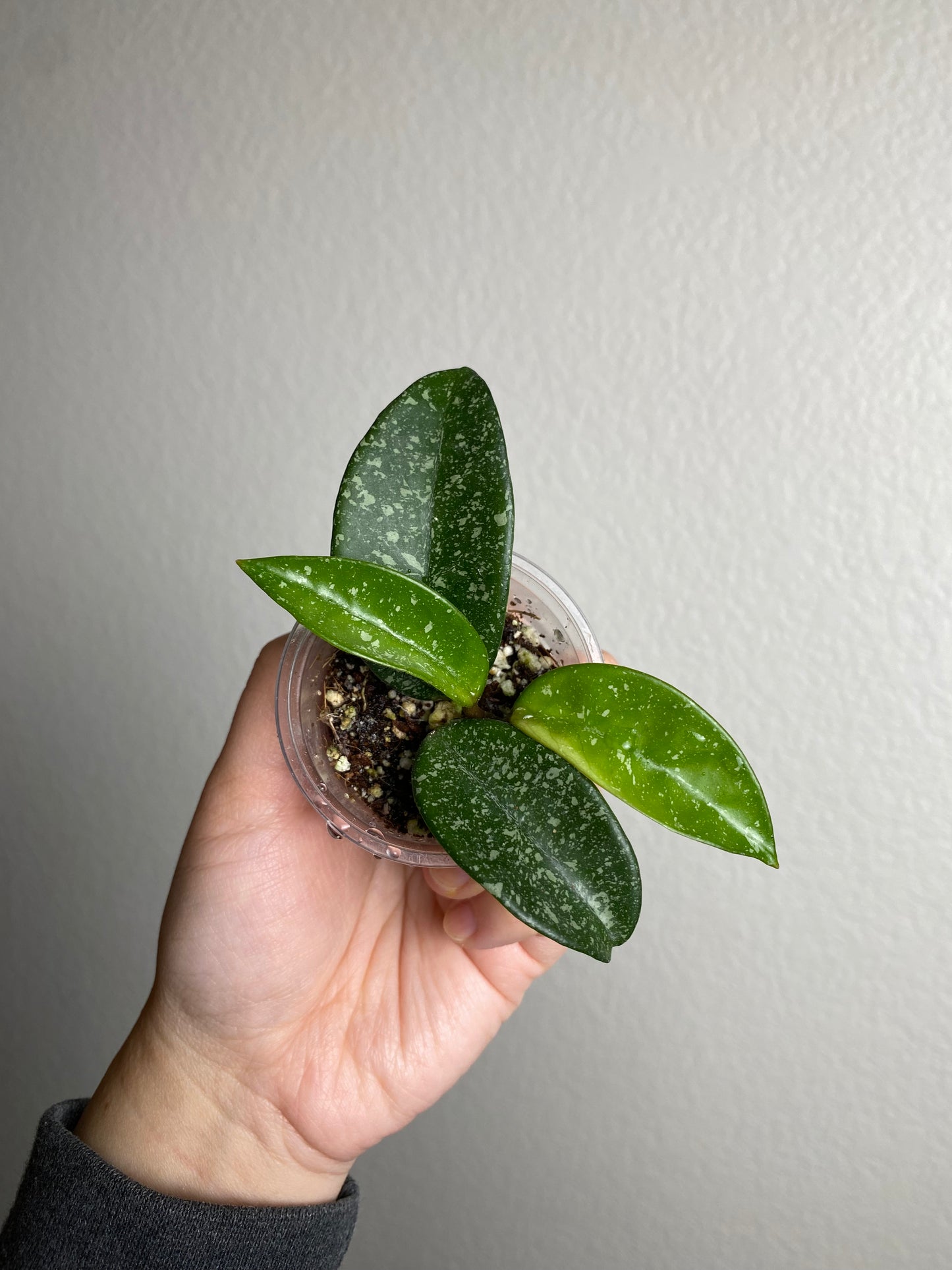 Hoya 'Jeurney'