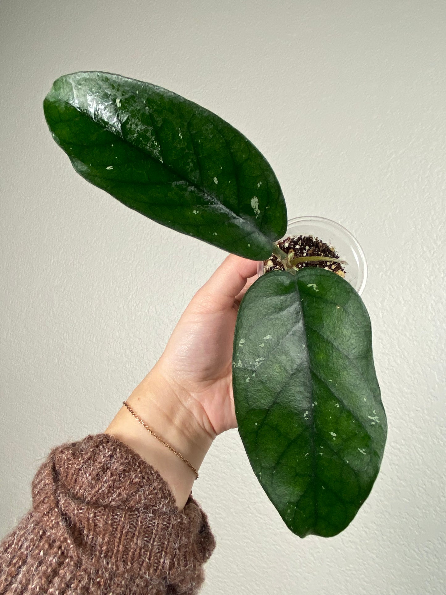Hoya sp. Tam Dao