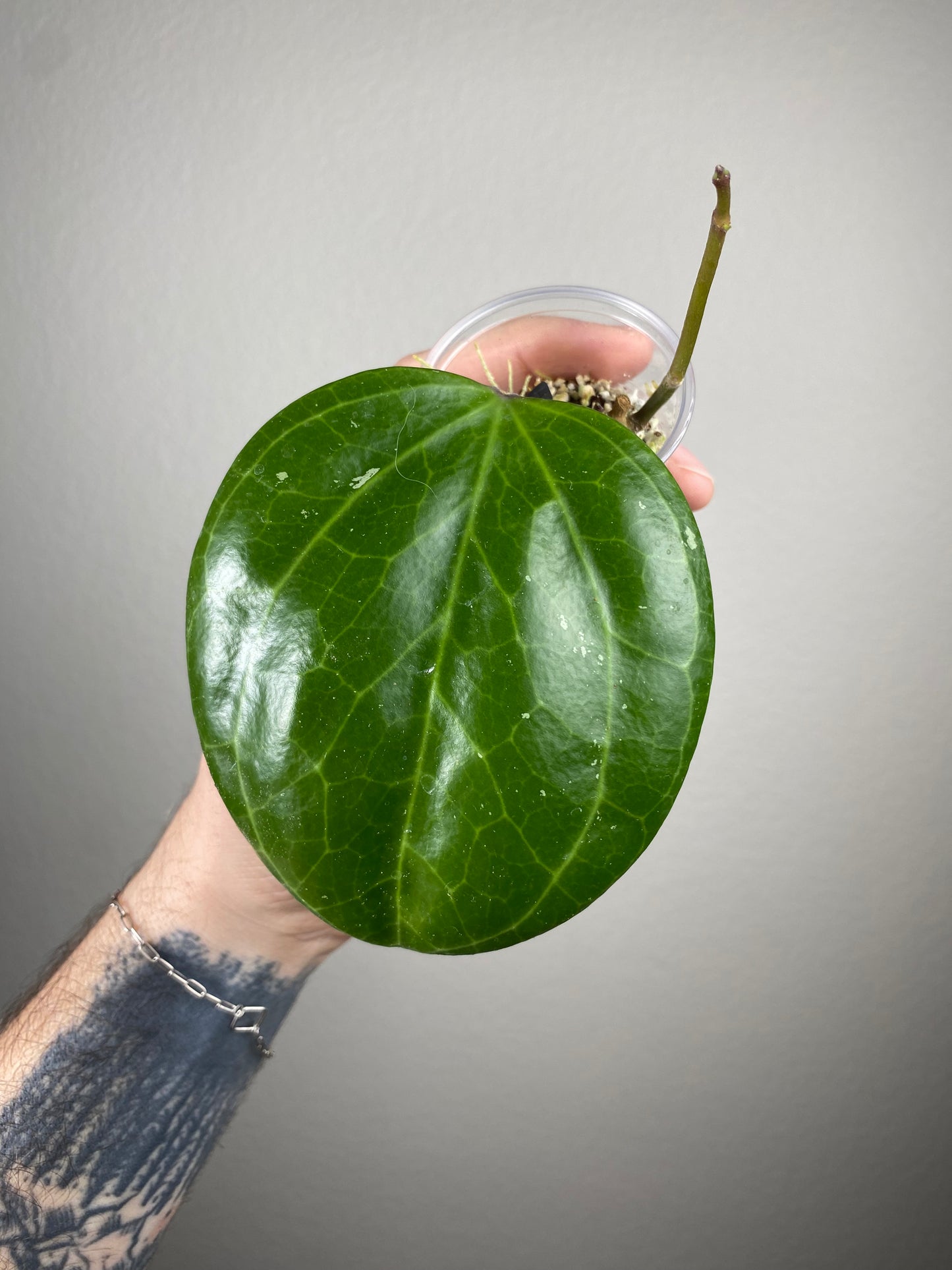 Hoya latifolia (sarawak)