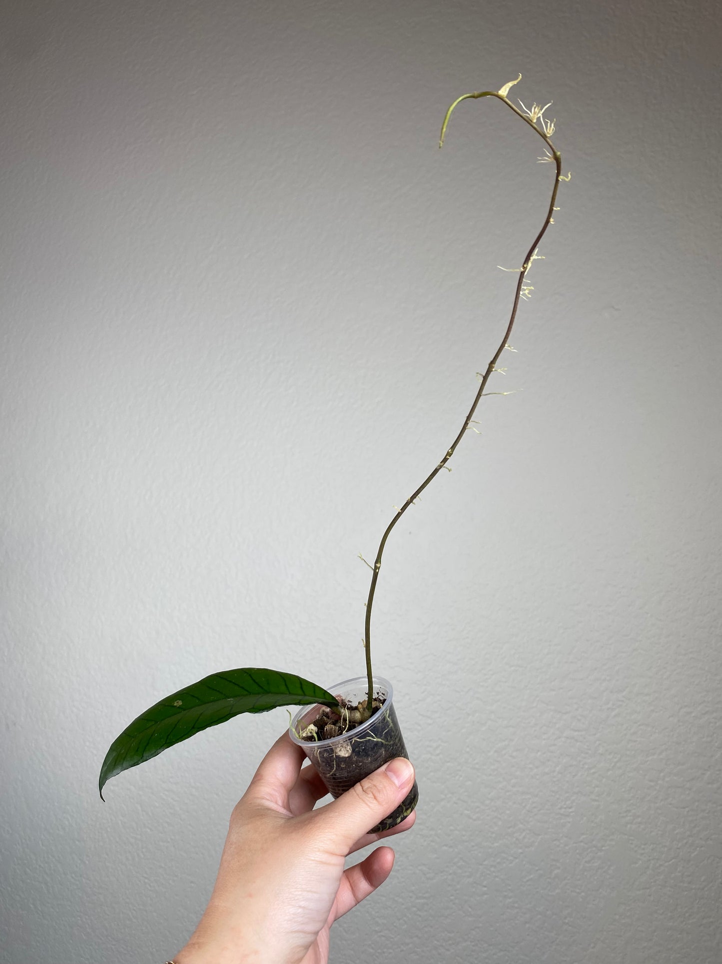 Hoya sp. gunung gading