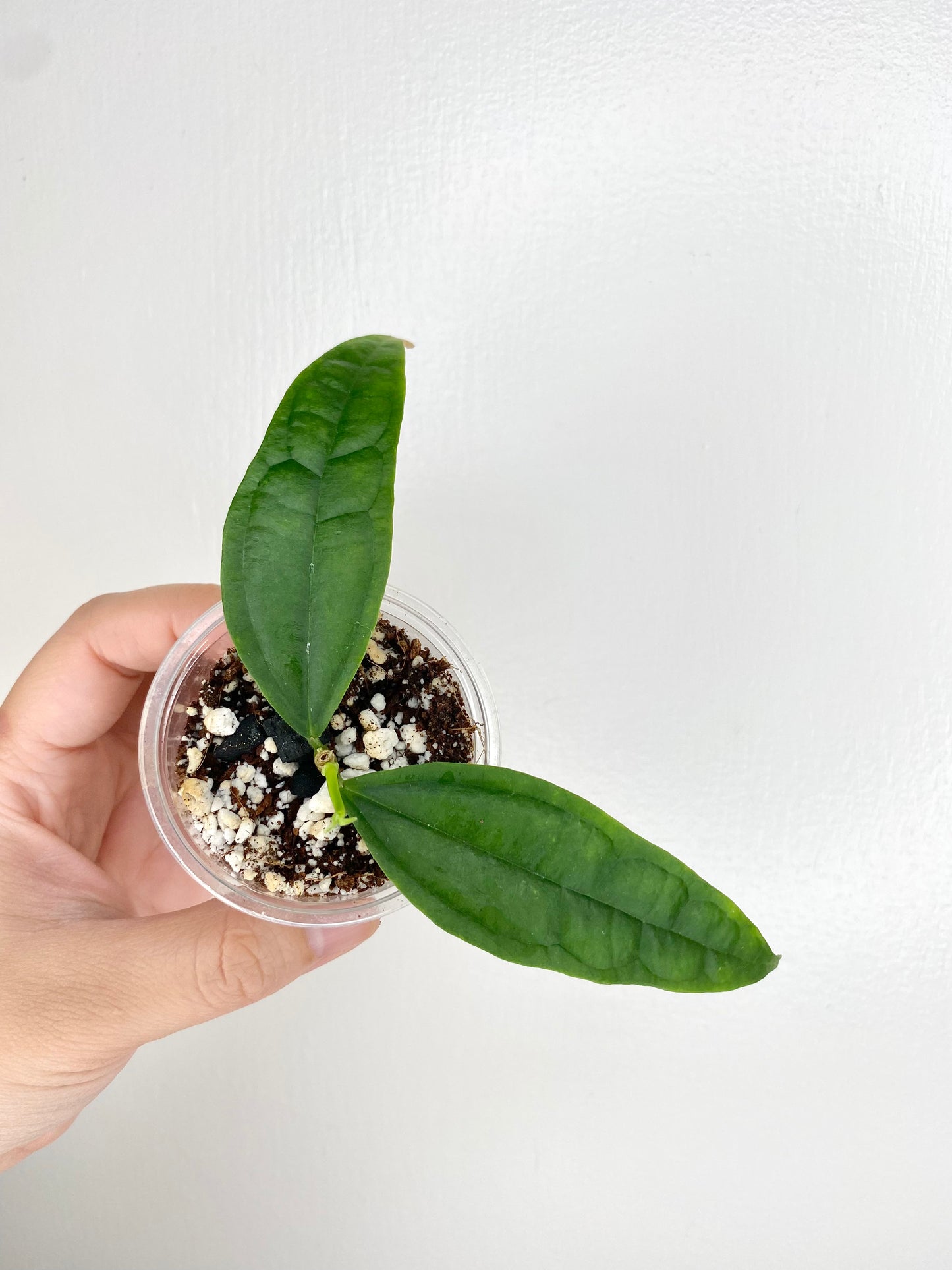 Hoya medinillifolia
