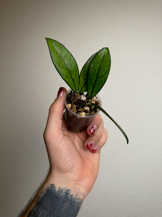 Hoya crassipetiolata