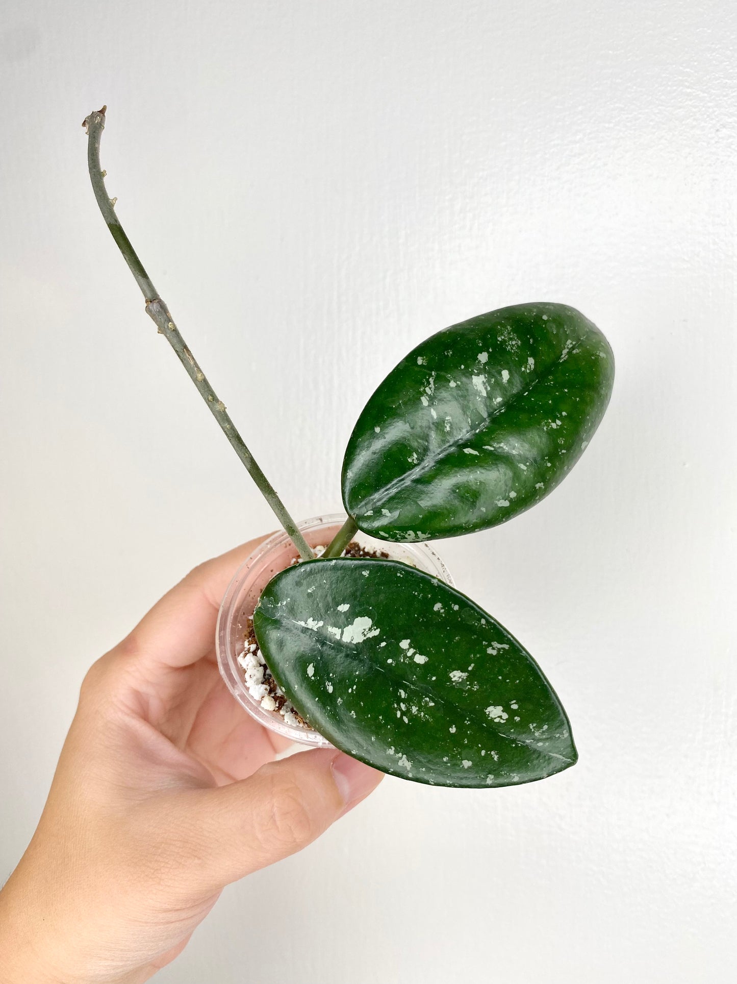 Hoya carnosa