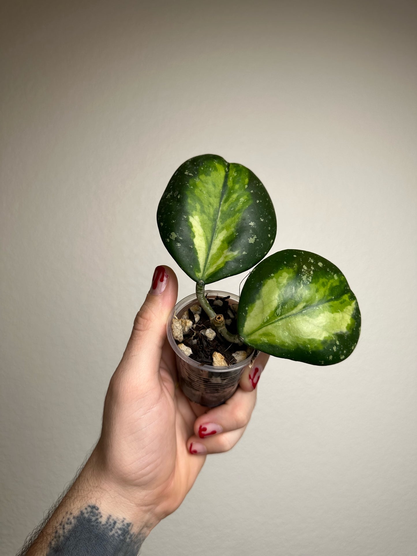 Hoya obovata (inner-variegated)