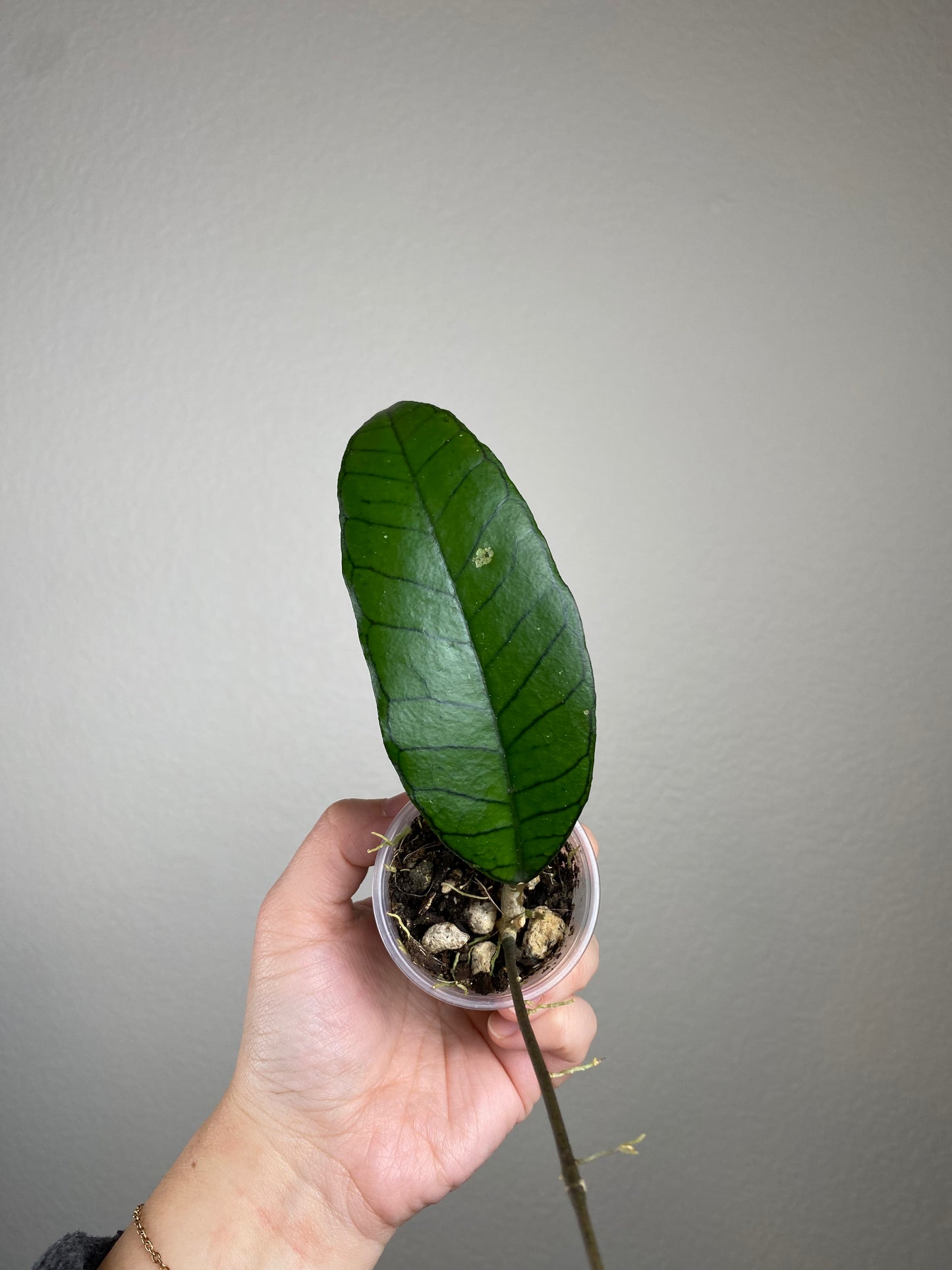 Hoya sp. gunung gading