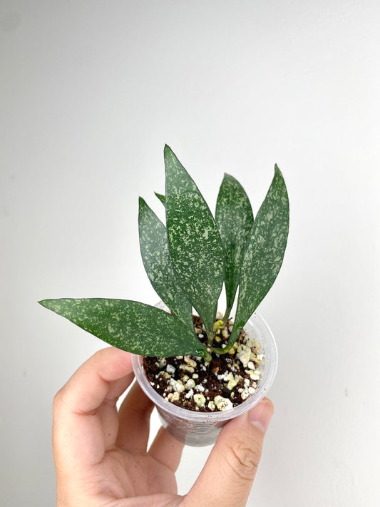 Hoya parviflora (w/ splash)