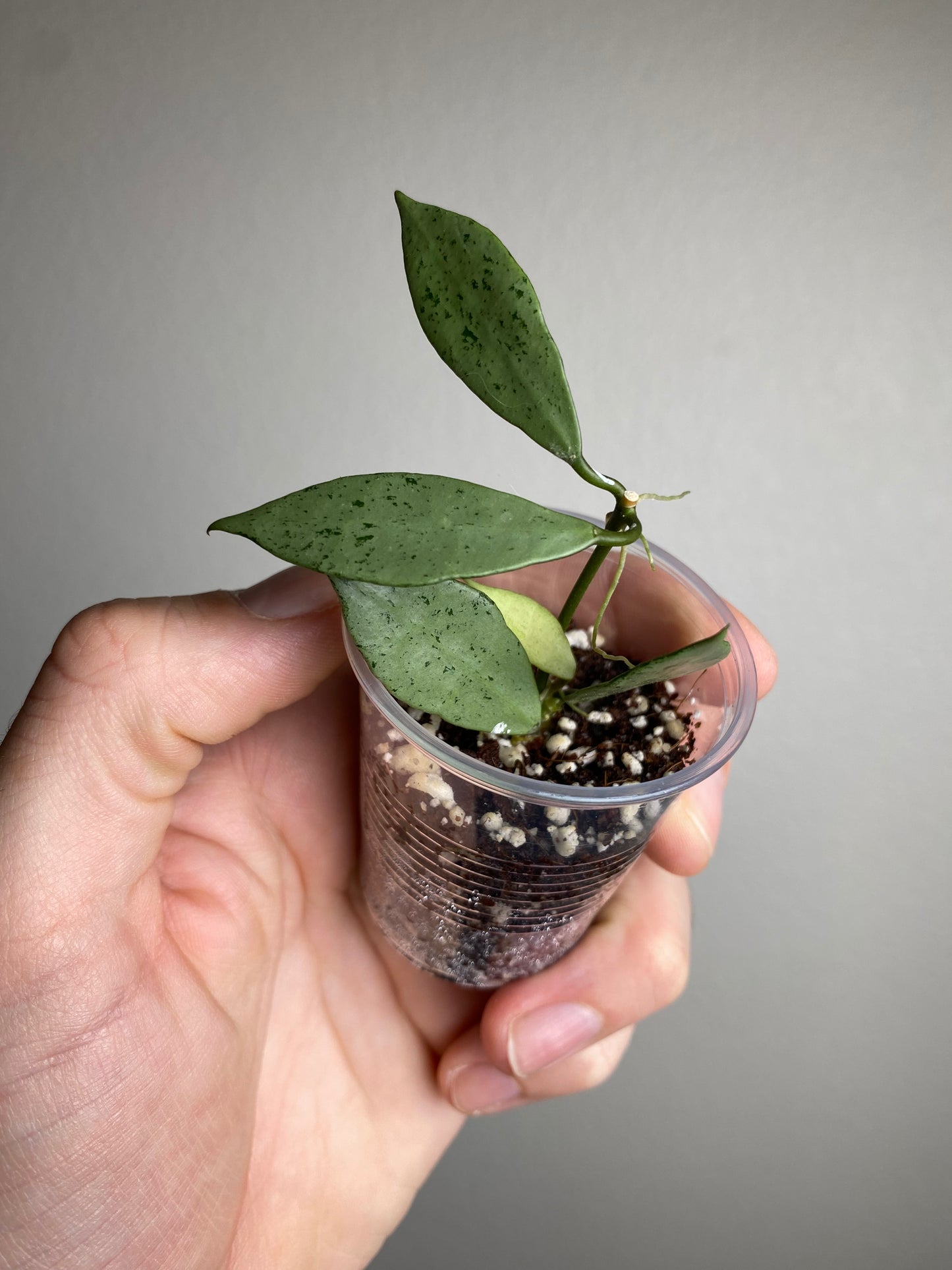 Hoya lacunosa silver (NOID) #5