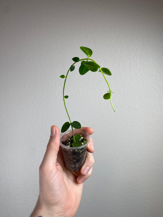 Hoya cumingiana
